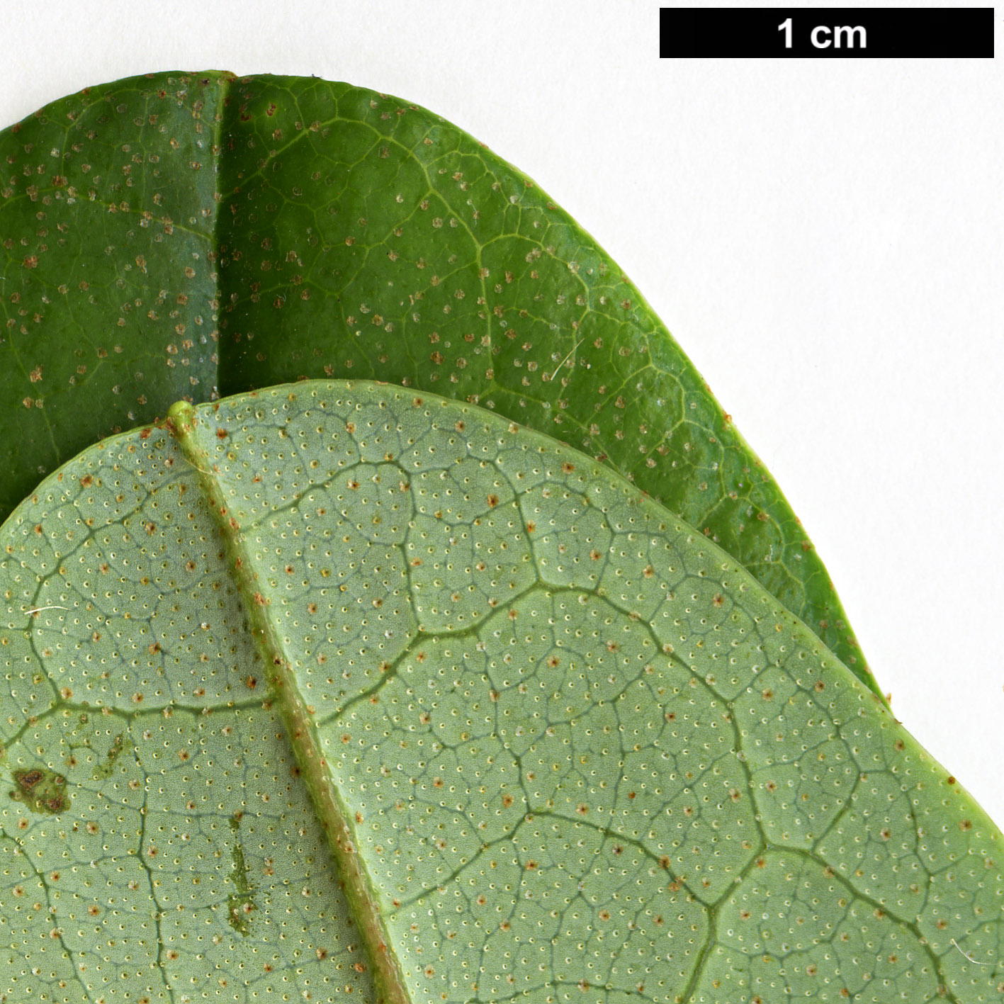 High resolution image: Family: Ericaceae - Genus: Rhododendron - Taxon: liliiflorum